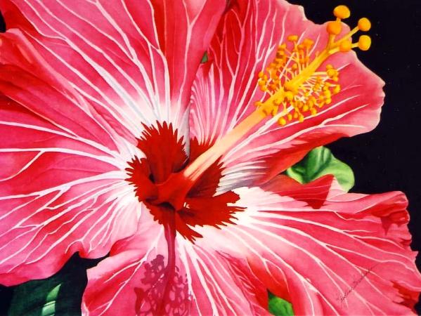 Hibiscus II Hibiscus II