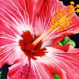 Hibiscus II