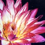 Water Lily I