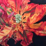 Fiery Parrot Tulip