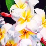 White Plumeria I