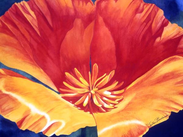 California Poppy