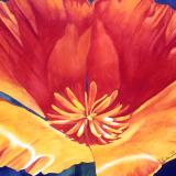 California Poppy