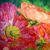 Manon’s Poppies