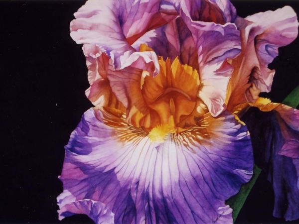 Outrageous Iris