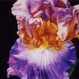 Outrageous Iris