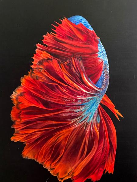 I’m Leaving - The Red Tail Beta Fish