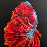 I’m Leaving - The Red Tail Beta