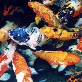 Koi Frenzy II