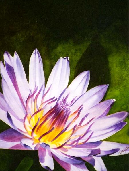 Water Lily II