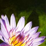 Water Lily II