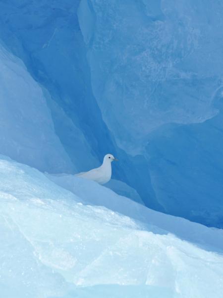 Ivory Gull on an Iceberg