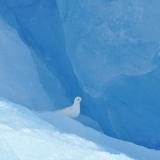 Ivory Gull on an Iceberg