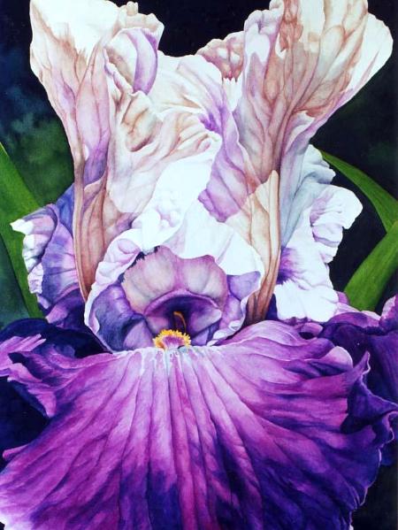 Purple Iris II