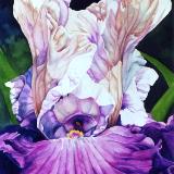 Purple Iris II