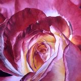 Rose II