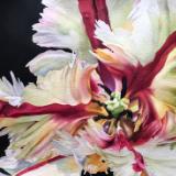 Red and White Parrot Tulip