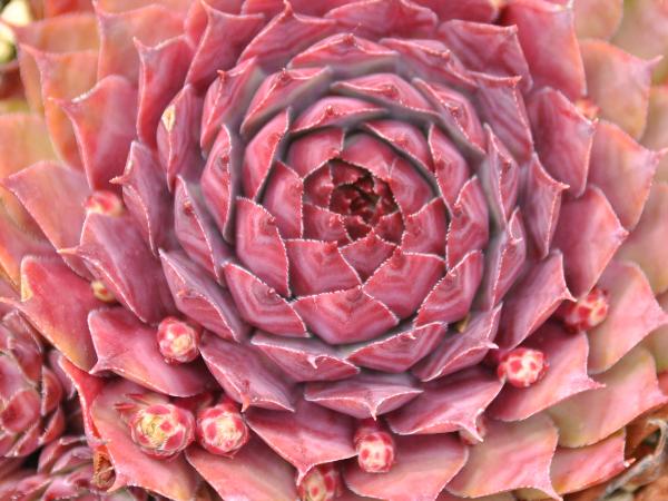 Succulent #1