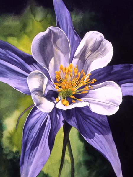 Blue Columbine