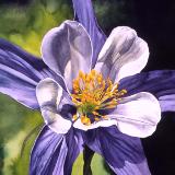 Blue Columbine