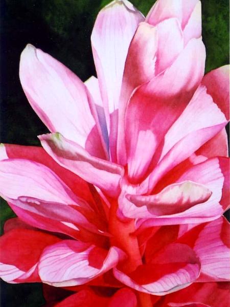 Pink Ginger