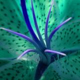 Blue/green lily