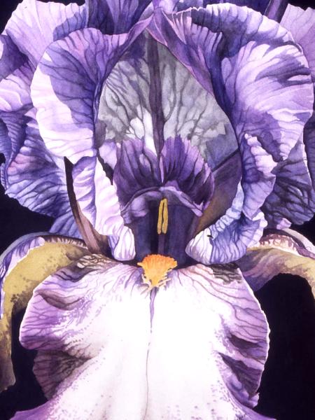 Purple Iris IV
