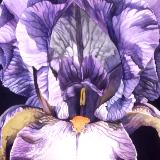 Purple Iris IV