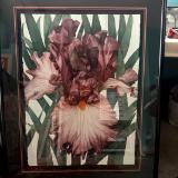 Maroon Iris