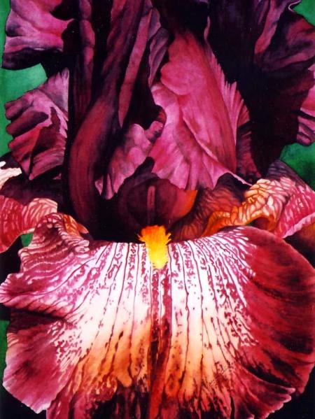 Maroon Iris