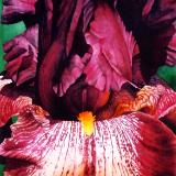 Maroon Iris