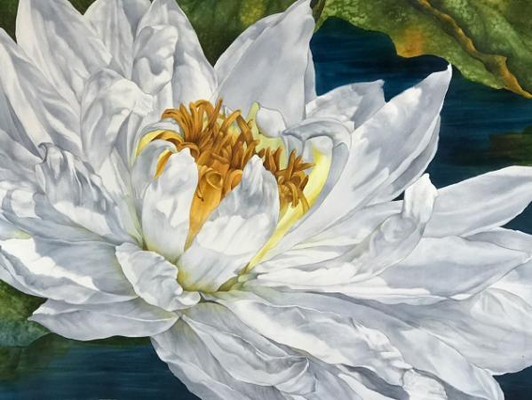 White Water Lily