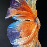 Orange Beta Fish Tail