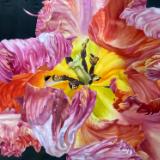 Wild Parrot Tulip