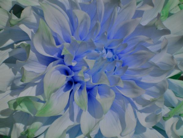 Blue Dalia