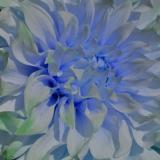 Blue Dalia