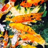 Koi Frenzy — The Meeting Place