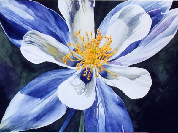 Blue Columbine II