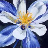 Blue Columbine II